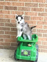 Scout, a male Pomsky for sale in Millersburg, OH – 3 of 8