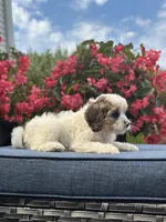Finn, a male Cavapoo for sale in Millersburg, OH – 10 of 10