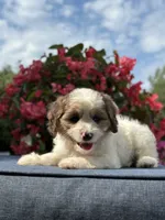 Finn, a male Cavapoo for sale in Millersburg, OH – 7 of 10