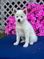 Sierra, a female Pomsky for sale in Millersburg, OH – 7 of 10