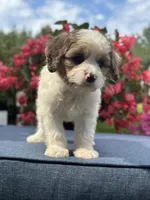 Finn, a male Cavapoo for sale in Millersburg, OH – 8 of 10