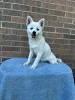 Sierra, a female Pomsky for sale in Millersburg, OH – 9 of 10