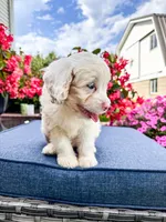Beau, a male Cavapoo for sale in Millersburg, OH – 3 of 10