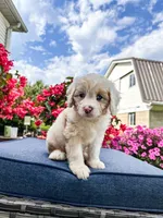 Beau, a male Cavapoo for sale in Millersburg, OH – 8 of 10