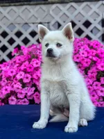 Sierra, a female Pomsky for sale in Millersburg, OH – 6 of 10