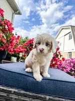 Beau, a male Cavapoo for sale in Millersburg, OH – 5 of 10