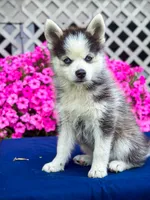 Scout, a male Pomsky for sale in Millersburg, OH – 2 of 8