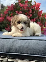 Finn, a male Cavapoo for sale in Millersburg, OH – 4 of 10