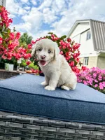 Beau, a male Cavapoo for sale in Millersburg, OH – 2 of 10