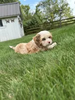 Nova , a female Cavapoo for sale in Millersburg, OH – 10 of 10