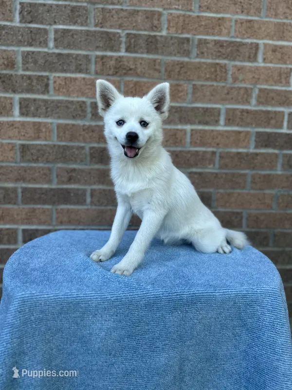 Sierra – Pomsky puppy for sale in Millersburg, OH