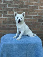 Sierra, a female Pomsky for sale in Millersburg, OH – 1 of 10