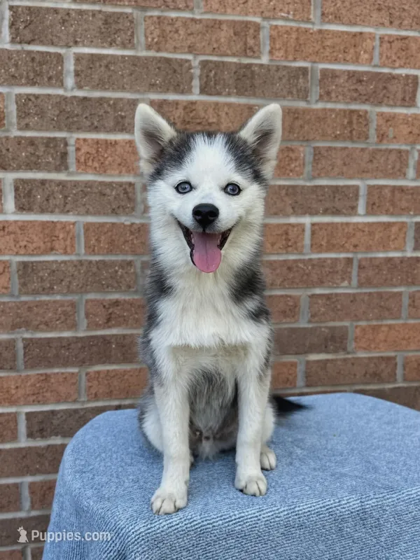 Scout – Pomsky puppy for sale in Millersburg, OH