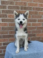 Scout, a male Pomsky for sale in Millersburg, OH – 1 of 8