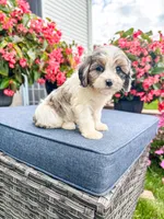 Poppy, a female Cavapoo for sale in Millersburg, OH – 9 of 9