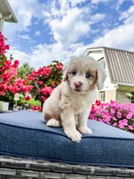 Beau, a male Cavapoo for sale in Millersburg, OH – 1 of 10