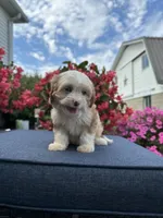Nova, a female Cavapoo for sale in Millersburg, OH – 6 of 10