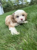 Nova , a female Cavapoo for sale in Millersburg, OH – 8 of 10