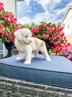Beau, a male Cavapoo for sale in Millersburg, OH – 9 of 10