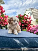 Nova, a female Cavapoo for sale in Millersburg, OH – 7 of 10