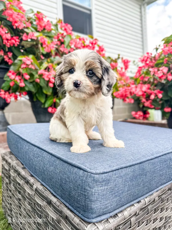 Poppy – Cavapoo puppy for sale in Millersburg, OH