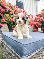 Poppy, a female Cavapoo for sale in Millersburg, OH – 1 of 9