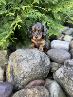 Carly, a female Miniature Dachshund for sale in Millersburg, OH – 2 of 3