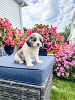 Poppy, a female Cavapoo for sale in Millersburg, OH – 6 of 9