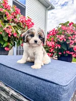 Poppy, a female Cavapoo for sale in Millersburg, OH – 5 of 9