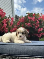 Finn, a male Cavapoo for sale in Millersburg, OH – 5 of 10