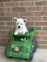 Sierra, a female Pomsky for sale in Millersburg, OH – 3 of 10