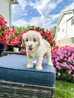 Beau, a male Cavapoo for sale in Millersburg, OH – 4 of 10