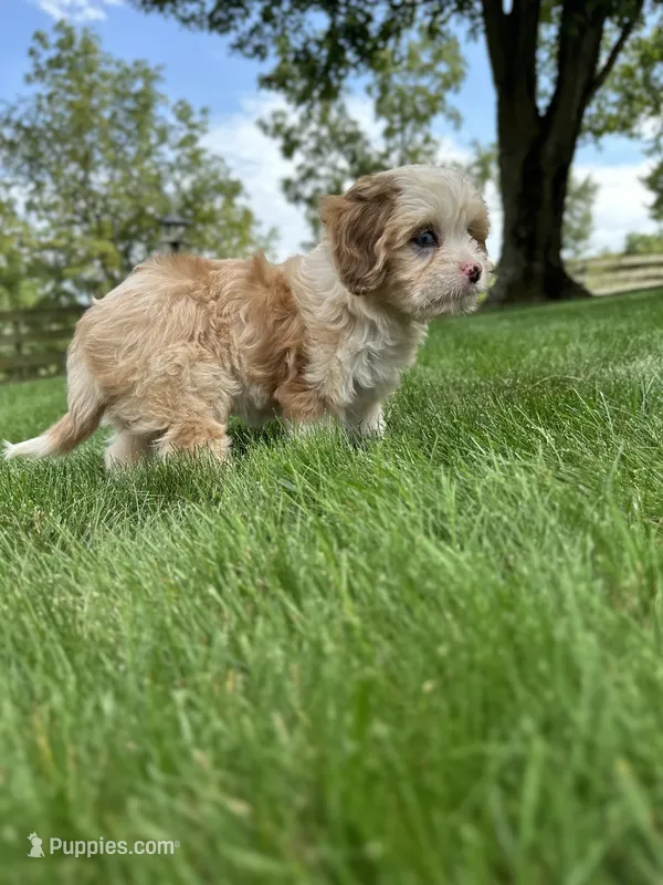 Nova – Cavapoo puppy for sale in Millersburg, OH