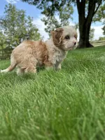 Nova, a female Cavapoo for sale in Millersburg, OH – 1 of 10