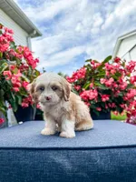 Nova, a female Cavapoo for sale in Millersburg, OH – 10 of 10