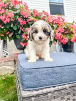 Poppy, a female Cavapoo for sale in Millersburg, OH – 7 of 9