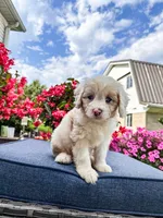 Beau, a male Cavapoo for sale in Millersburg, OH – 10 of 10