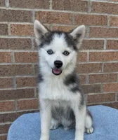 Scout, a male Pomsky for sale in Millersburg, OH – 4 of 8