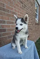 Scout, a male Pomsky for sale in Millersburg, OH – 5 of 8