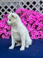 Sierra, a female Pomsky for sale in Millersburg, OH – 4 of 10