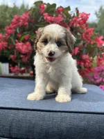 Finn, a male Cavapoo for sale in Millersburg, OH – 6 of 10
