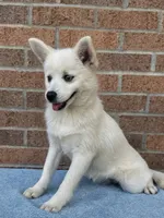 Sierra, a female Pomsky for sale in Millersburg, OH – 5 of 10