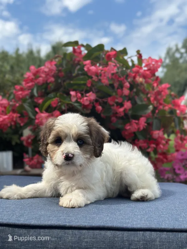 Finn – Cavapoo puppy for sale in Millersburg, OH