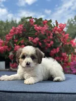 Finn, a male Cavapoo for sale in Millersburg, OH – 1 of 10