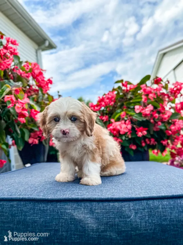 Nova  – Cavapoo puppy for sale in Millersburg, OH