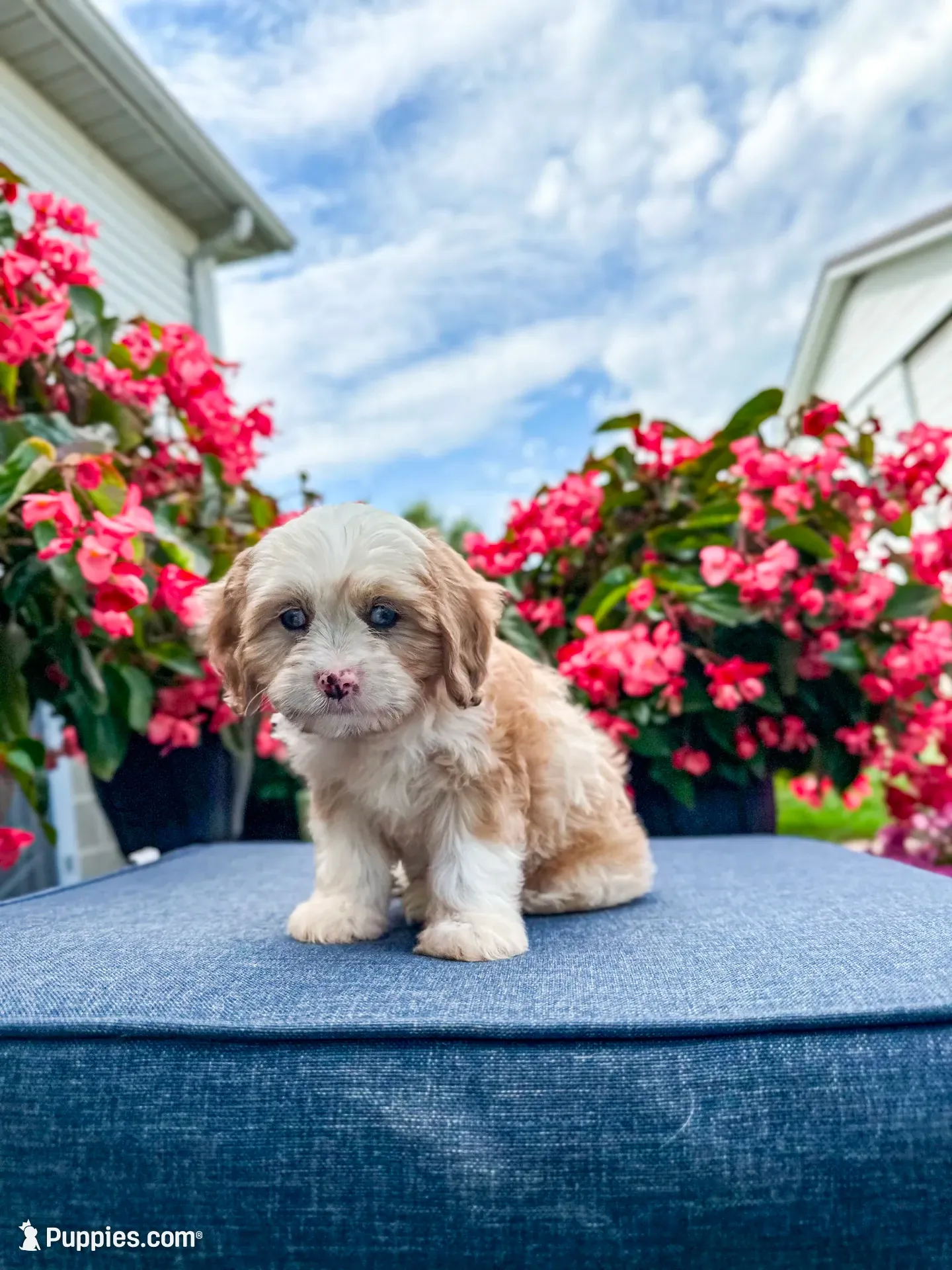 Nova , a female Cavapoo for sale in Millersburg, OH – 1 of 10