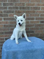 Sierra, a female Pomsky for sale in Millersburg, OH – 8 of 10