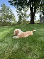 Nova, a female Cavapoo for sale in Millersburg, OH – 9 of 10