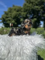 Carly, a female Miniature Dachshund for sale in Millersburg, OH – 3 of 3