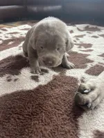 Pink, a female Labrador Retriever for sale in Edon, OH – Photo 2 of 8